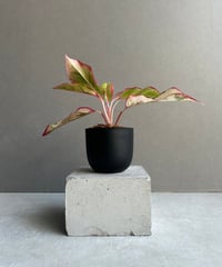 サンセベリア タワー 斑入り ハーフムーン「Sansevieria Tower Varieg