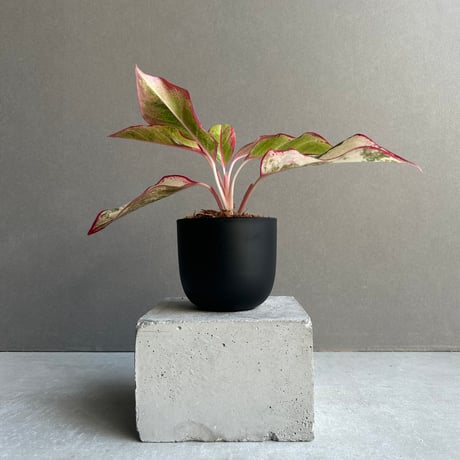 アグラオネマ | STORES