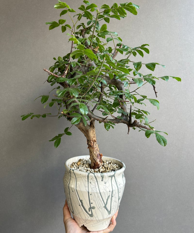 コミフォラ ミルドブラエディ+ YON-HACHI「Commiphora mildbraedi