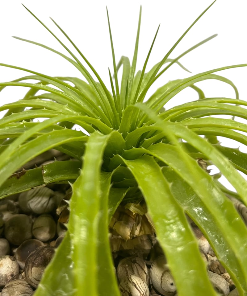 エンコリリウム ホリダム+ pmp 「Encholirium horridum 」10S |