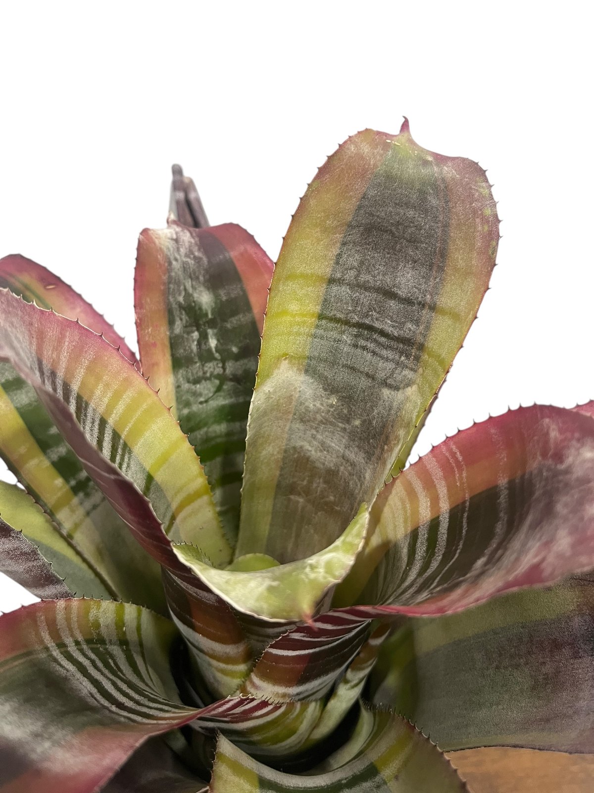 希少　Aechmea Otto エクメア　オットー　超美株　タンクブロメリア エクメア オットー 「Aechmea Otto」35T | SHOUCHIKUEN