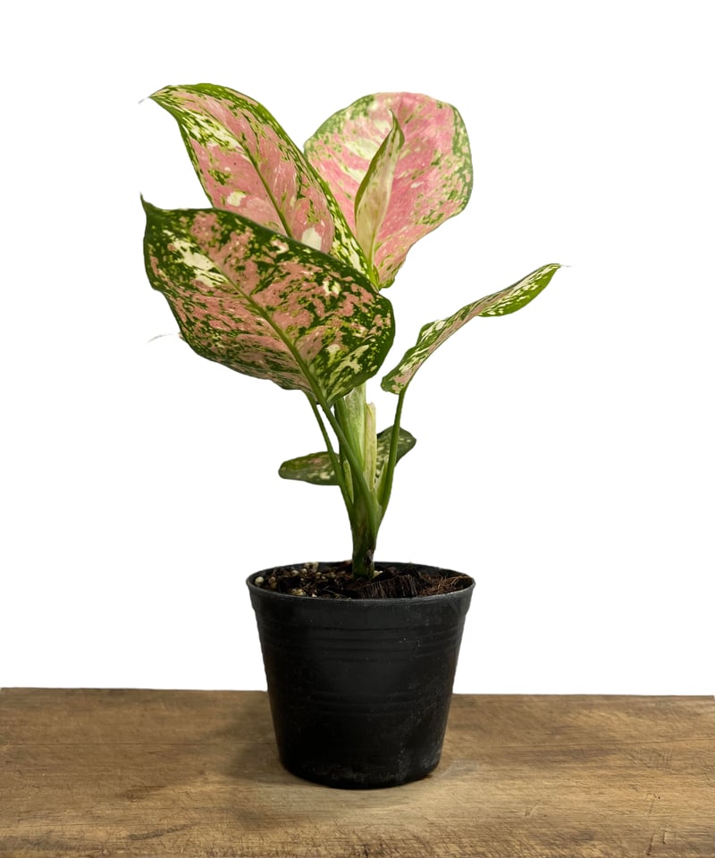 特別企画　新春セール　Aglaonema アグラオネマ　トリカラー　メタリカ　③ アグラオネマ ピクタム トリカラー「Aglaonema pictum tricolor」53J