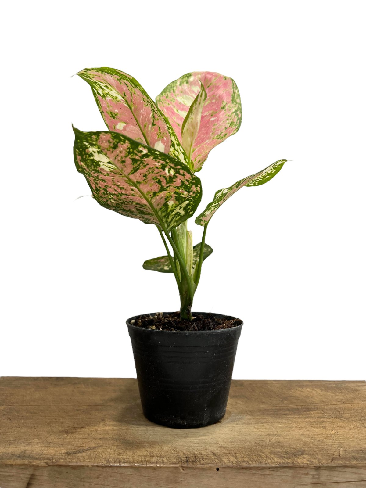 アグラオネマ アンヤマニー トリカ ラー 「Aglaonema Unyamanee Tri C