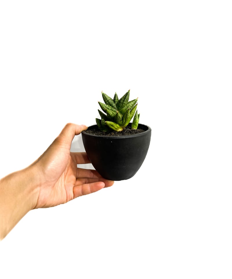 サンセベリア ミン マニー 「Sansevieria Ming Manee by Unyama