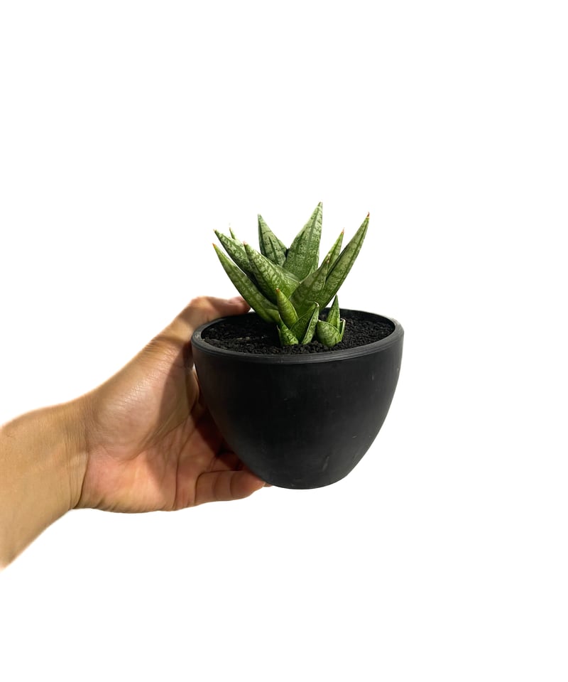 サンセベリア ミン マニー 「Sansevieria Ming Manee by Unyama