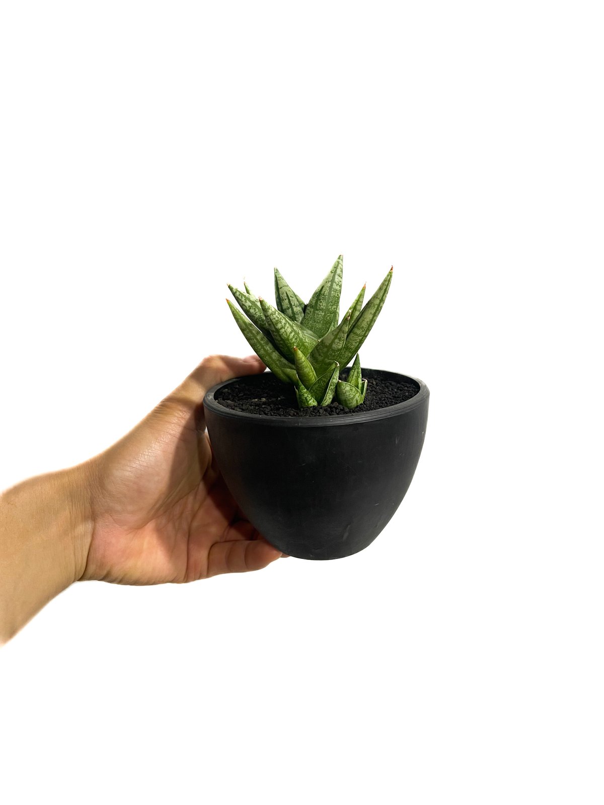 サンセベリア ミン マニー 「Sansevieria Ming Manee by Unyama