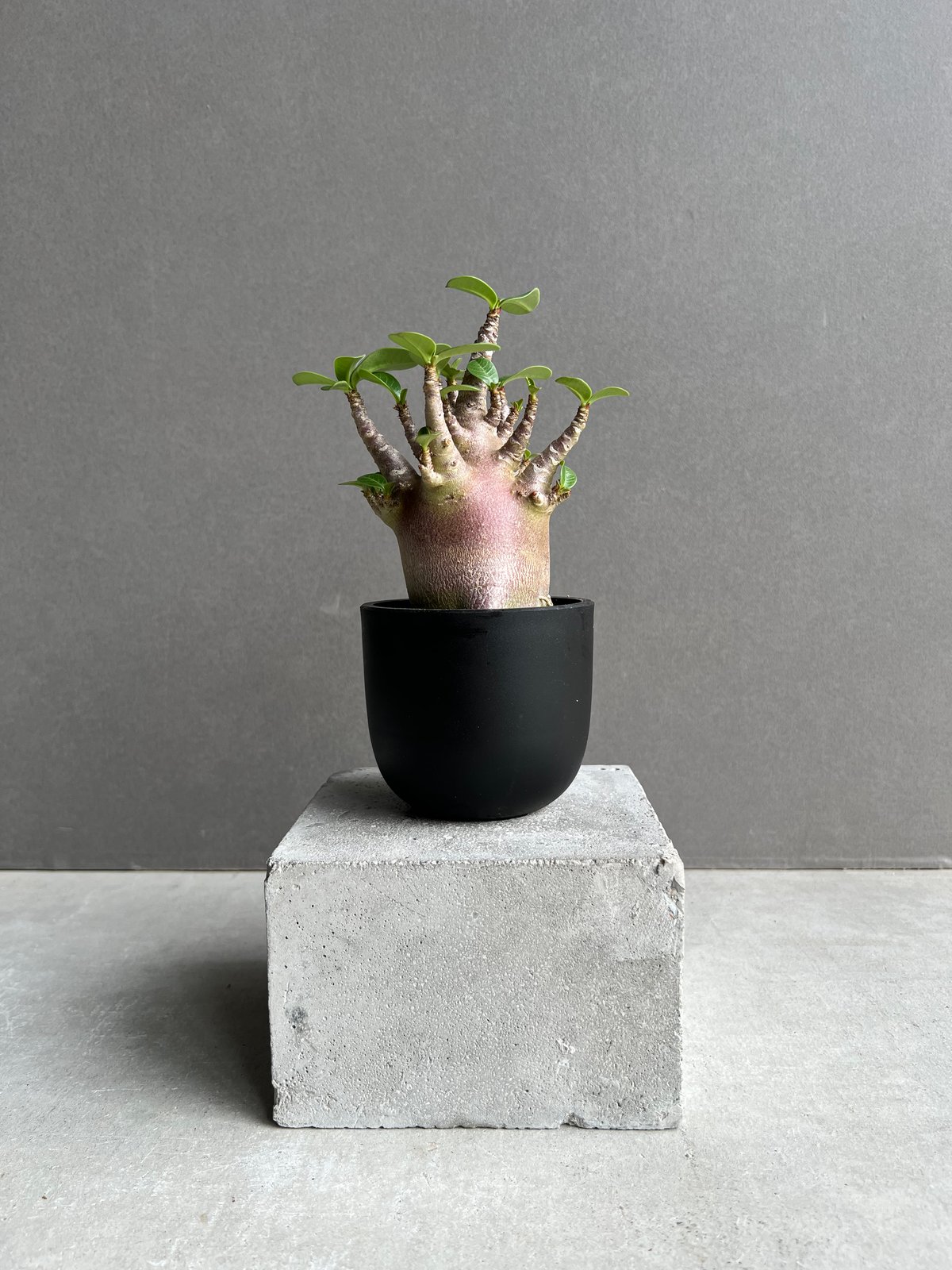 じぇむ アデニウム アラビカム スーパーレッド A-2 鉢植え じぇむ様 専用 アデニウム アラビカム スーパーレッド A-2