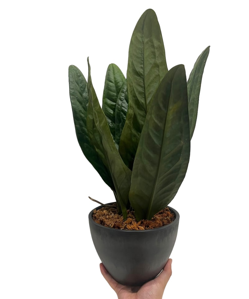 Anthurium superbum アンスリウムスパーバム 【公式通販】