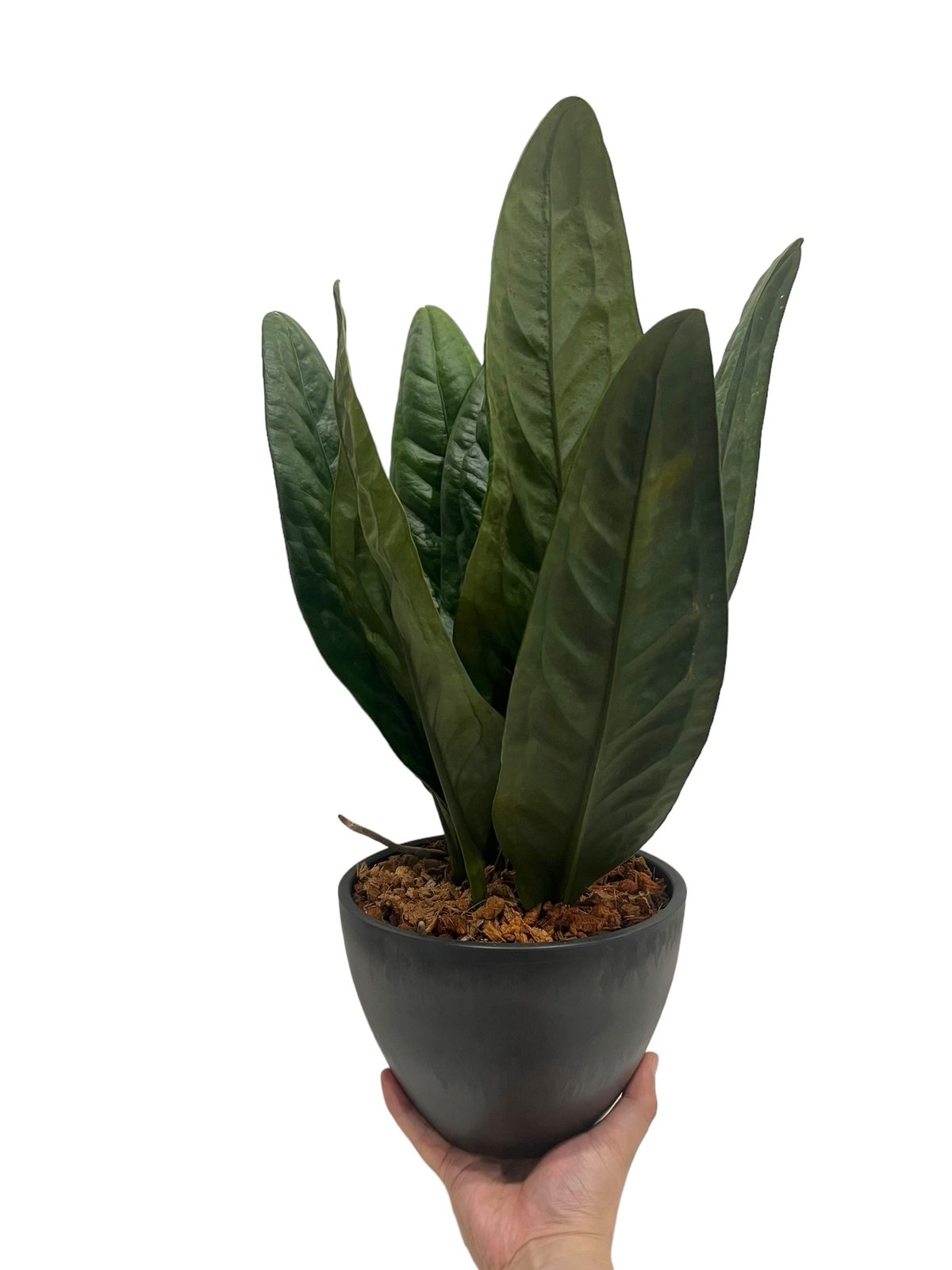 アンスリウム スパーバム 「Anthurium superbum」15Q | SHOUCHIKUEN