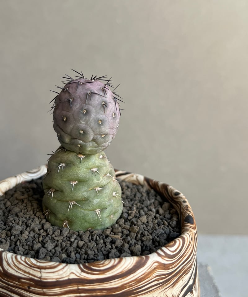 m*e様 ☆美株☆大玉3ball☆ヴィンテージ テフロカクタス ゲオメトリクス☆ テフロカクタス ゲオメトリクス+ plantsmonsters pot 「Tephrocact