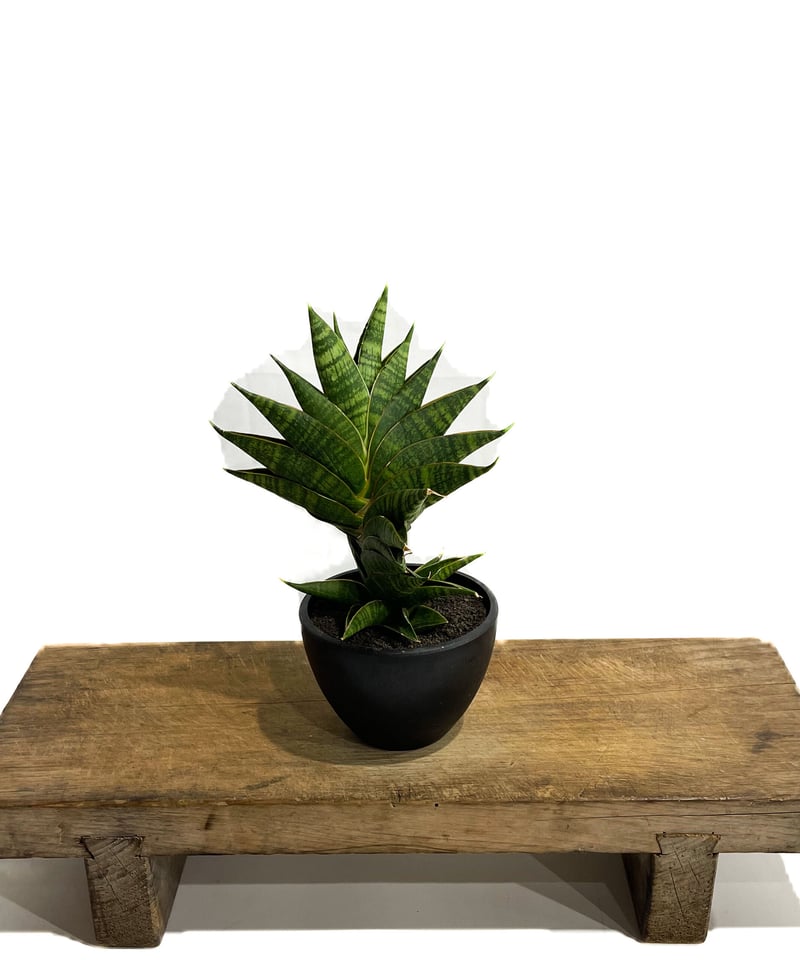 サンスベリア・ディアブロ Sansevieria Diablo サンスベリア・ディアブロ Sansevieria Diablo - メルカリ