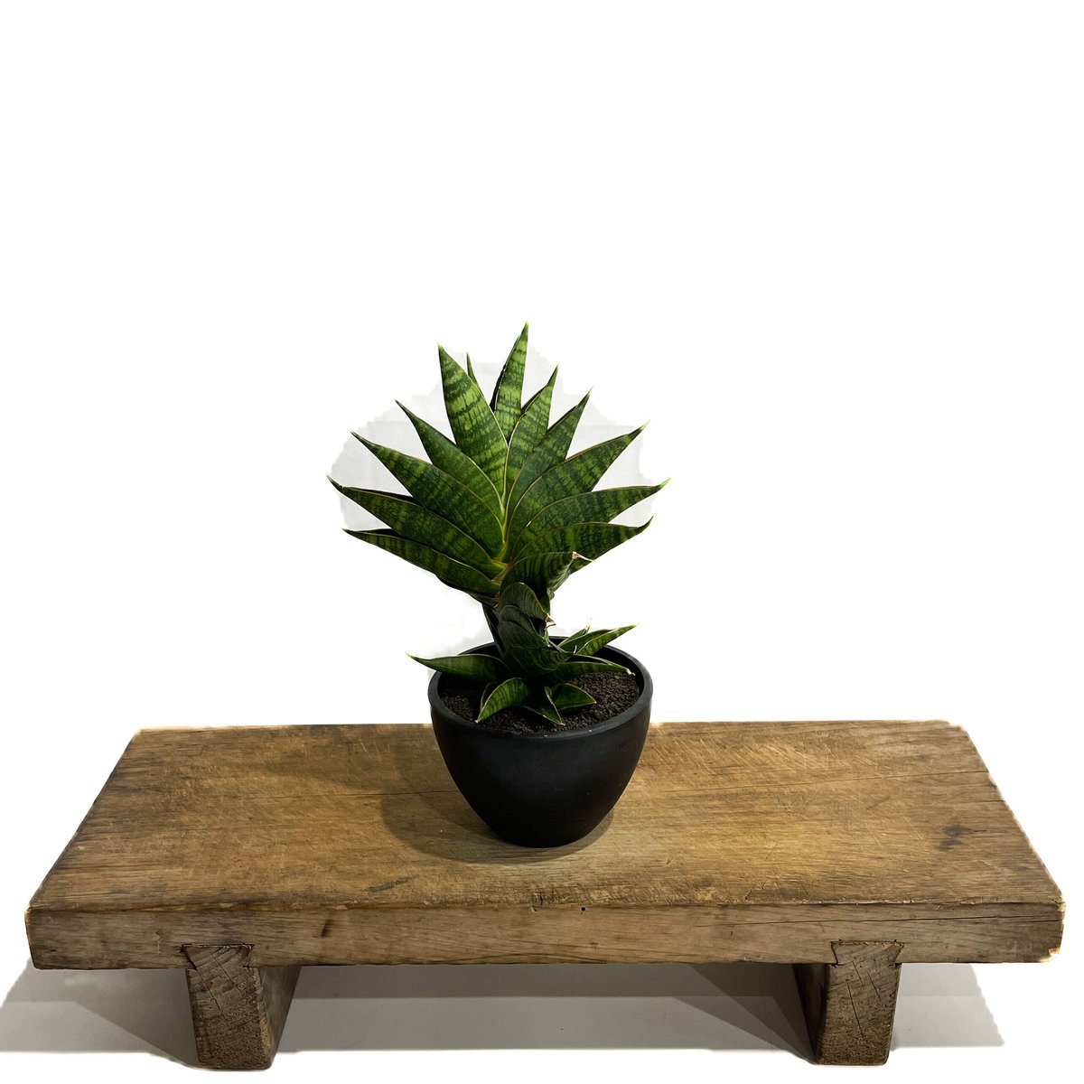 サンスベリア・ディアブロ Sansevieria Diablo サンスベリア