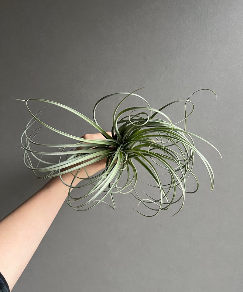 ティランジア グーモン 「Tillandsia Goomong (T.stricta x du