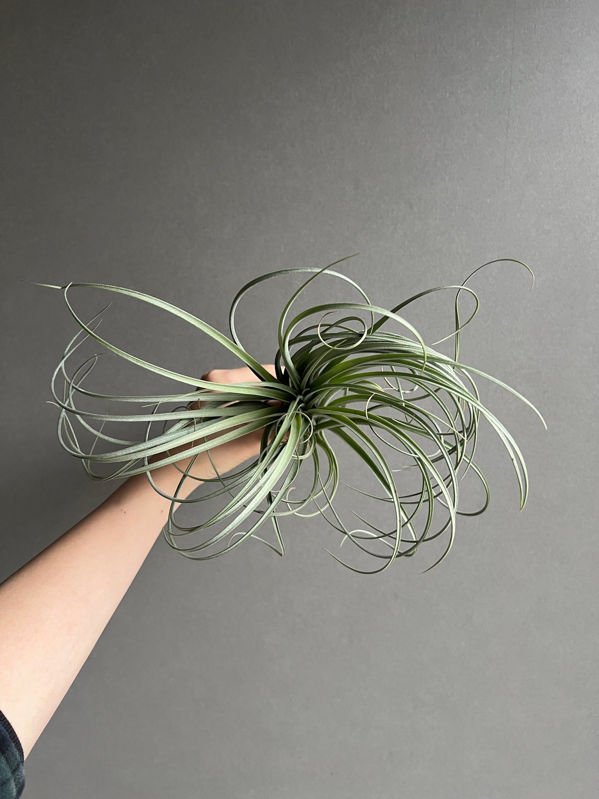 ティランジア グーモン 「Tillandsia Goomong (T.stricta x du