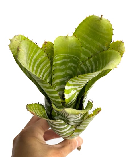 エクメア チャンティニー グリーン「Aechmea chantinii Green」4/5-260