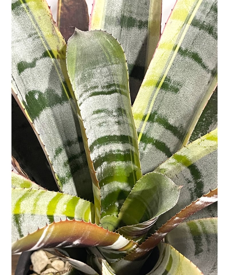 エクメア オットー「Aechmea Otto」2/8-58 | SHOUCHIKUEN エクメア オットー「Aechmea Otto」2/8-58 | SHOUCHIKUEN