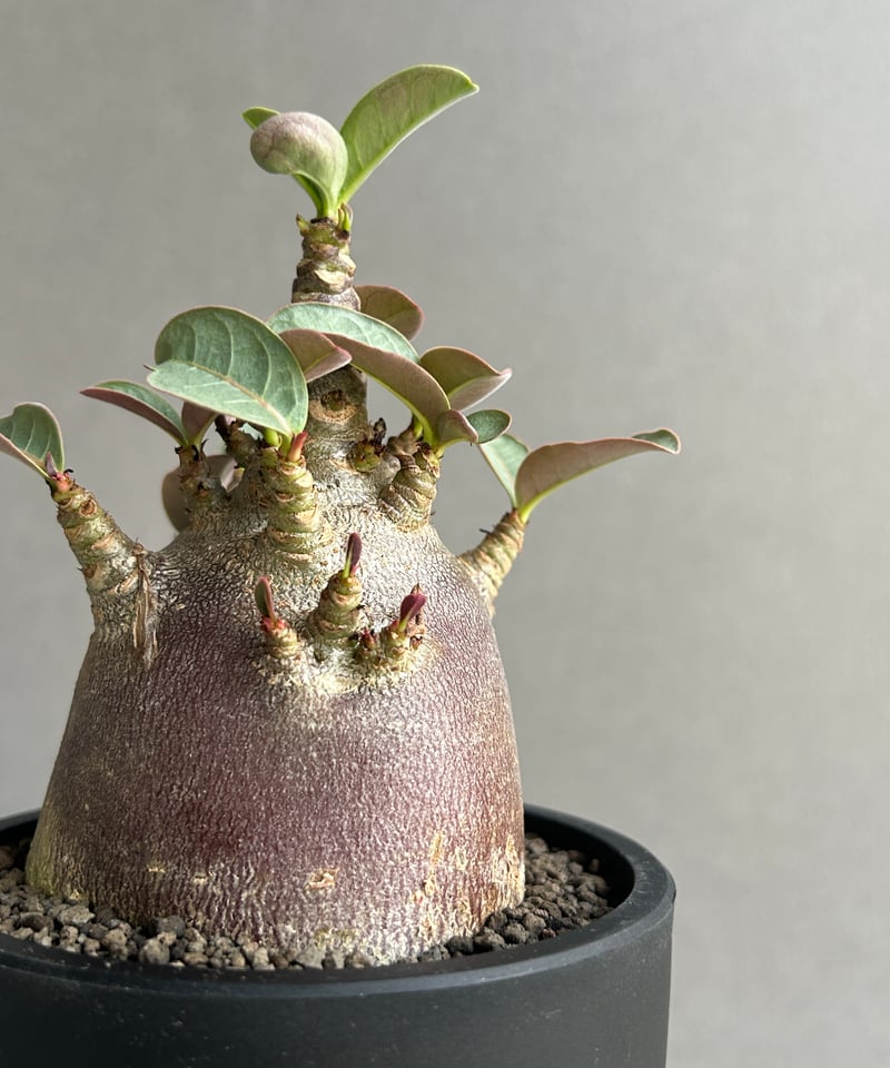 アデニウム アラビカム スーパー ドワーフ “ブラック” 「Adenium