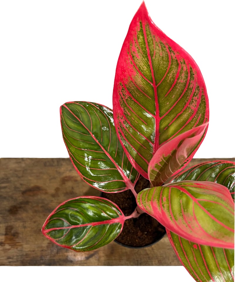 アグラオネマ リップスティック カンザ 「Aglaonema Lipstick Khanza」