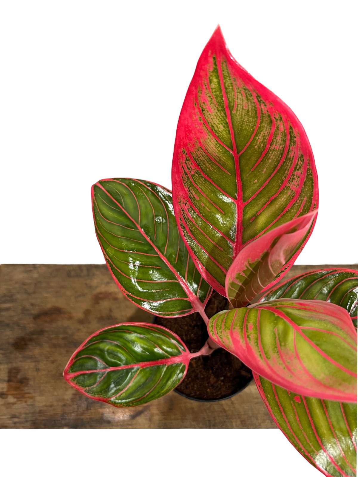 超希少❗️アグラオネマ　カンザ✨ アグラオネマ リップスティック カンザ 「Aglaonema Lipstick Khanza」