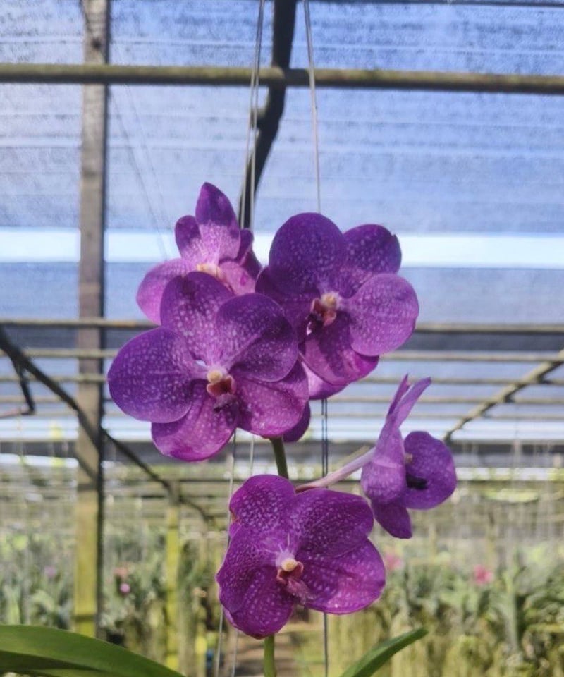 バンダ パクチョン ブルー 「Vanda Pakchong Blue」72P | SHOUCH バンダ パクチョン ブルー 「Vanda Pakchong Blue」72P | SHOUCH