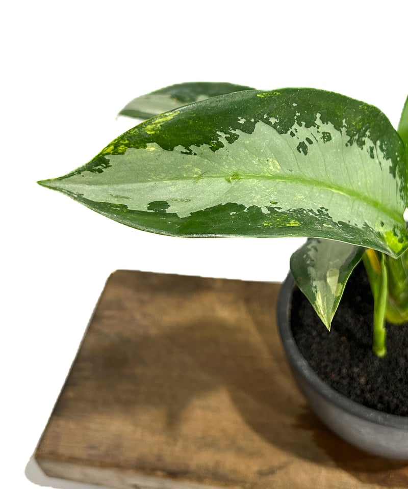 アグラオネマ スワンナプーム「Aglaonema Suvarnabhumi」6/13-767