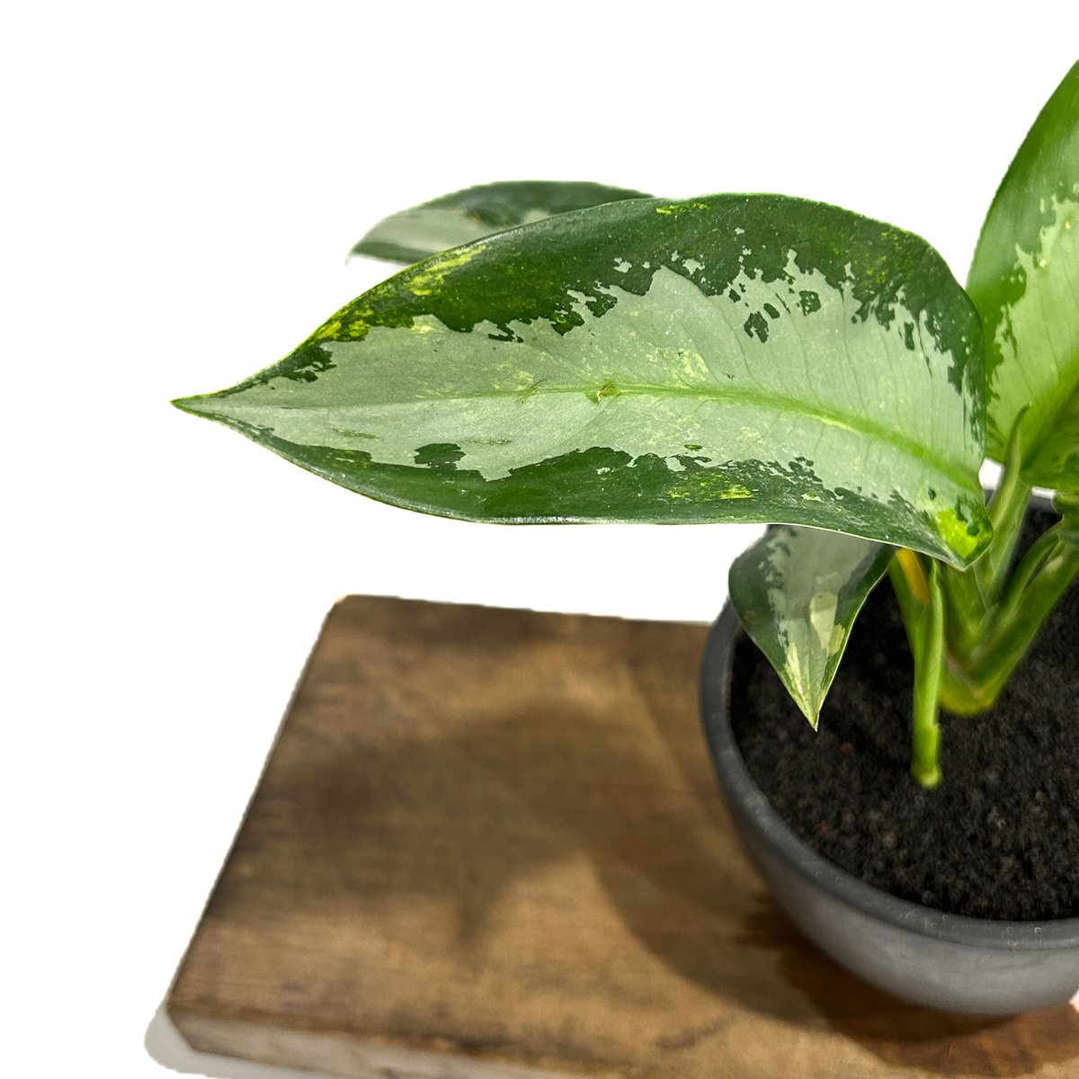 アグラオネマ スワンナプーム「Aglaonema Suvarnabhumi」6/13-767