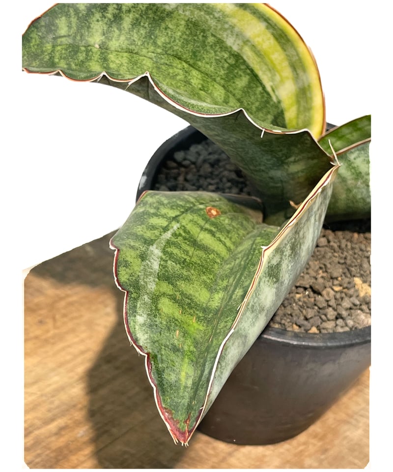 サンセベリア ES.849 斑入「Sansevieria ES. 849 var.」 8/8 サンセベリア ES.849 斑入「Sansevieria ES. 849 var.」 8/8