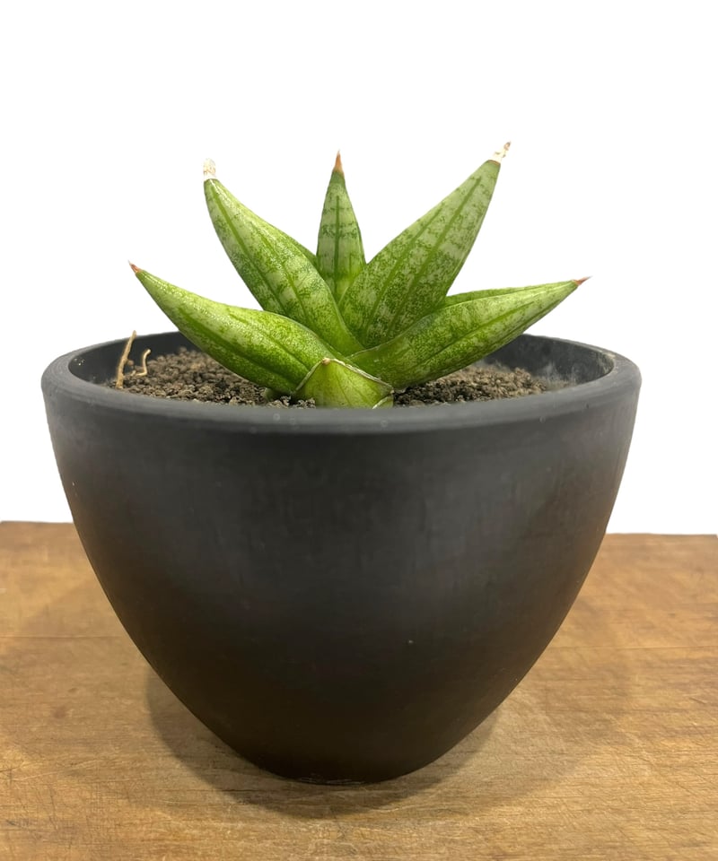 サンセベリア ヤヤ(by アンヤマニー ガーデン) 「Sansevieria YaYa (by