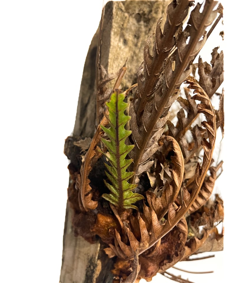 ドリナリア リギデュラ 「Drynaria rigidula」3/22-181 | SHOUC ドリナリア リギデュラ 「Drynaria rigidula」3/22-181 | SHOUC