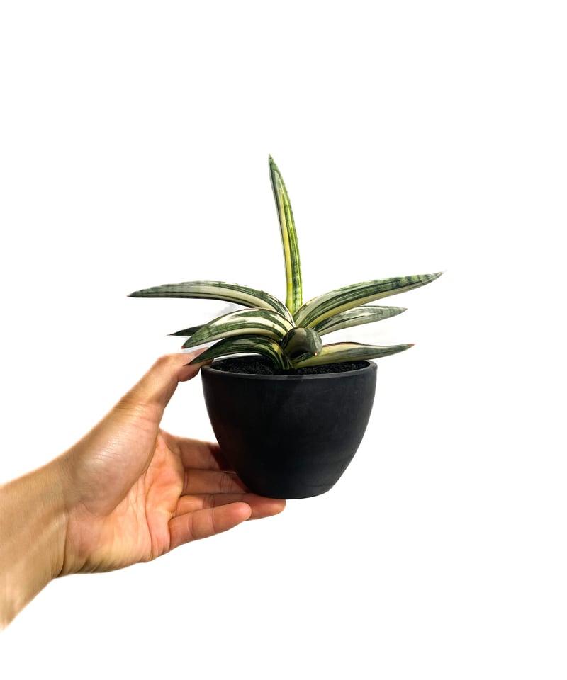 サンセベリア lav.1970 白斑入「Sansevieria lav. 1970 White