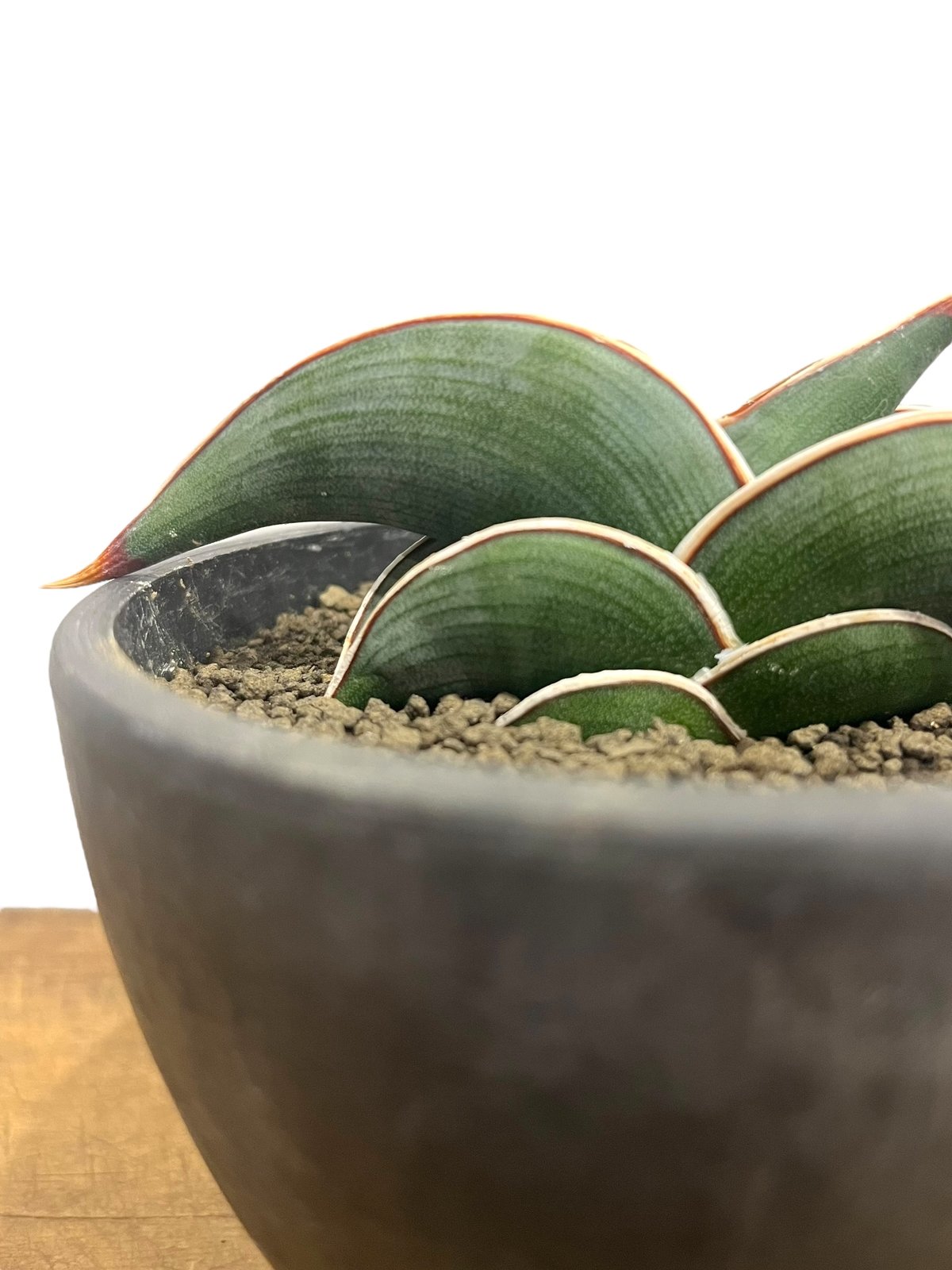 サンセベリア ロリダ 「Sansevieria rorida」24R | SHOUCHIKUEN