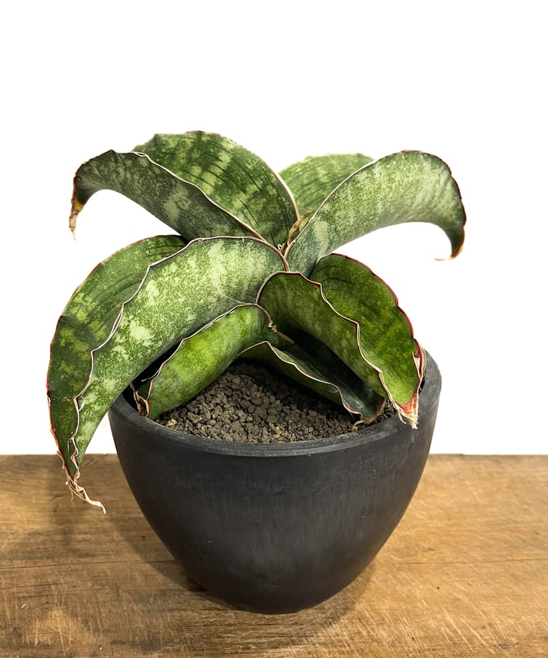 n*u様 サンスベリア dragon wing variegated A n*u様 サンスベリア dragon wing variegated A - メルカリ