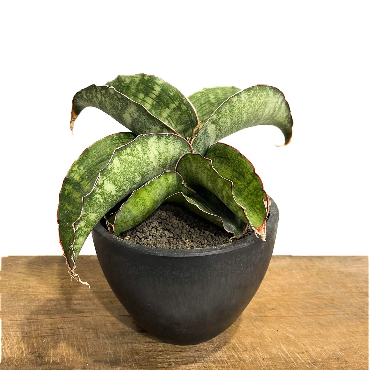 サンセベリア ドラゴン ウィング「Sansevieria dragon wing」10