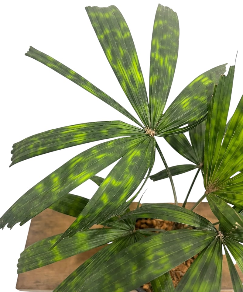 リクアラ マッタネンシス マプ 「Licuala mattanensis 'Mapu' 」17