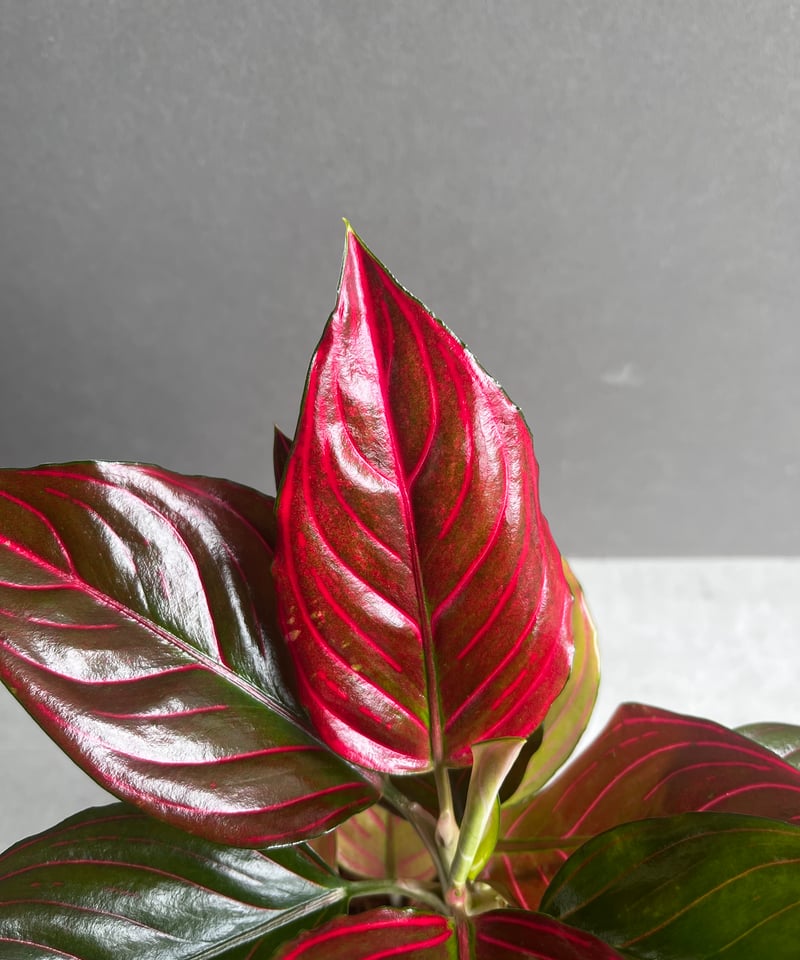 アグラオネマ レッド ベイン 「Aglaonema Red Vein」56B | SHOUCH