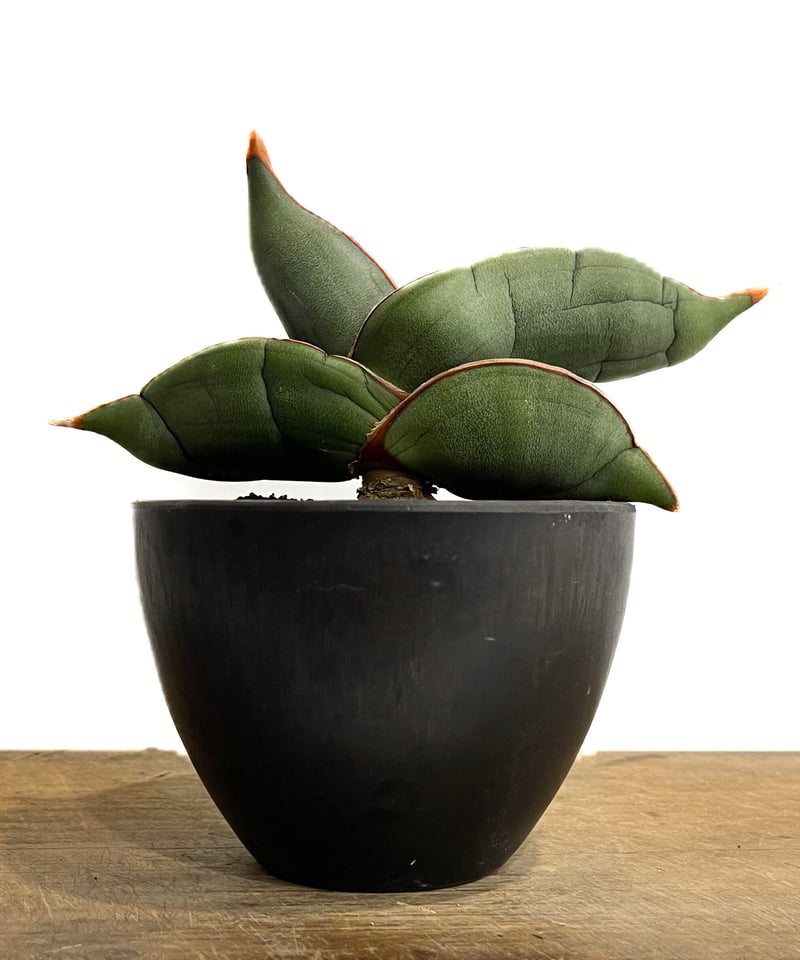 サンセベリア エーレンベルギー バナナ 「Sansevieria サンセベリア エーレンベルギー バナナ 「Sansevieria