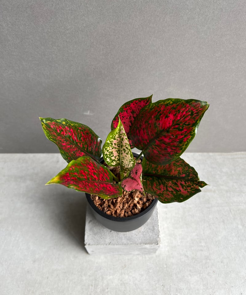 アグラオネマ カンクン 'ブラック' 「Aglaonema Kankun 'Black'」62
