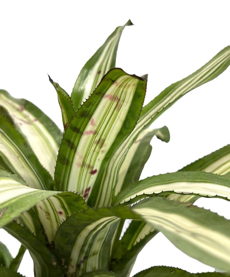 エクメア バート 斑入り「Aechmea Bert variegated」94F-4 | SH