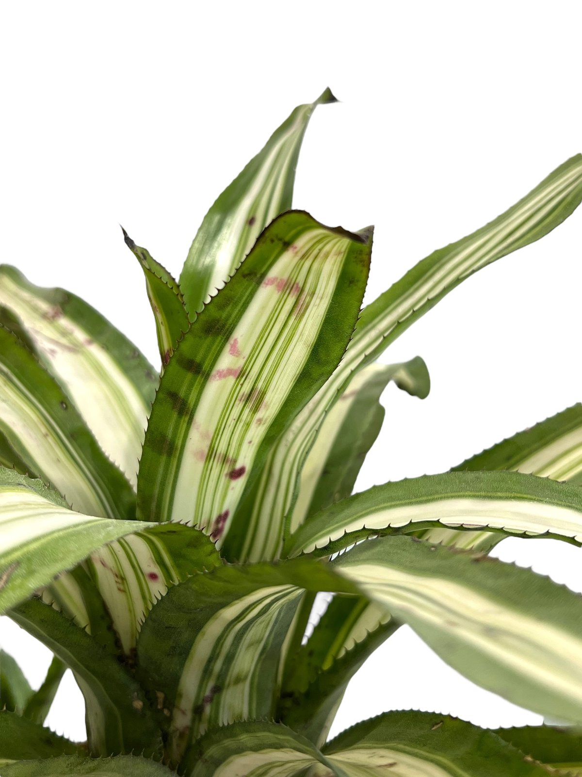 エクメア バート 斑入り「Aechmea Bert variegated」94F-4 | SH