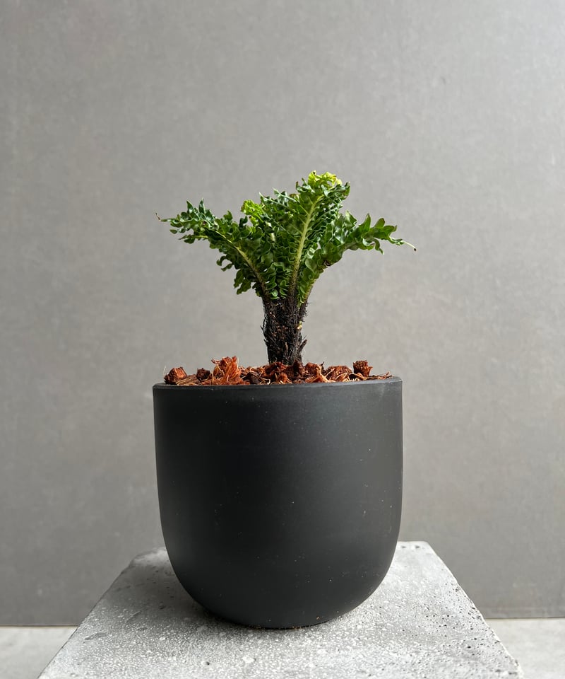 ブレクナム ギッバム ドワーフ 「Blechnum gibbum Dwarf 」100B