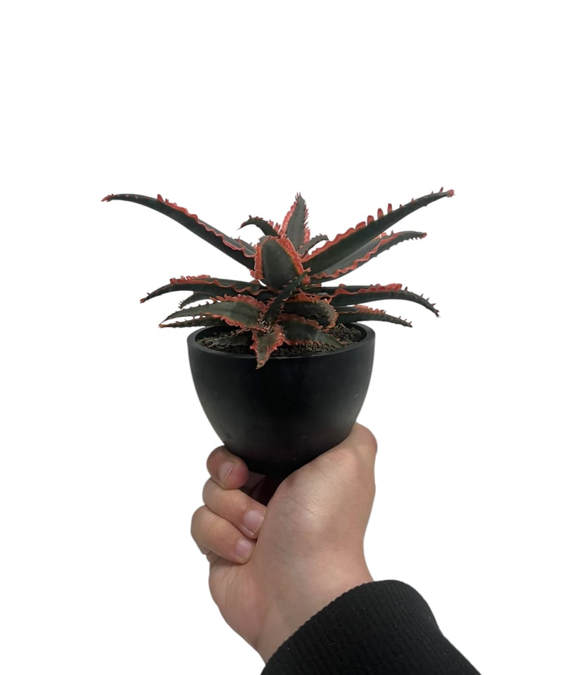 アロエ ハイブリッド “選抜個体” 「Aloe Hybrid “Select アロエ ハイブリッド “選抜個体” 「Aloe Hybrid “Select