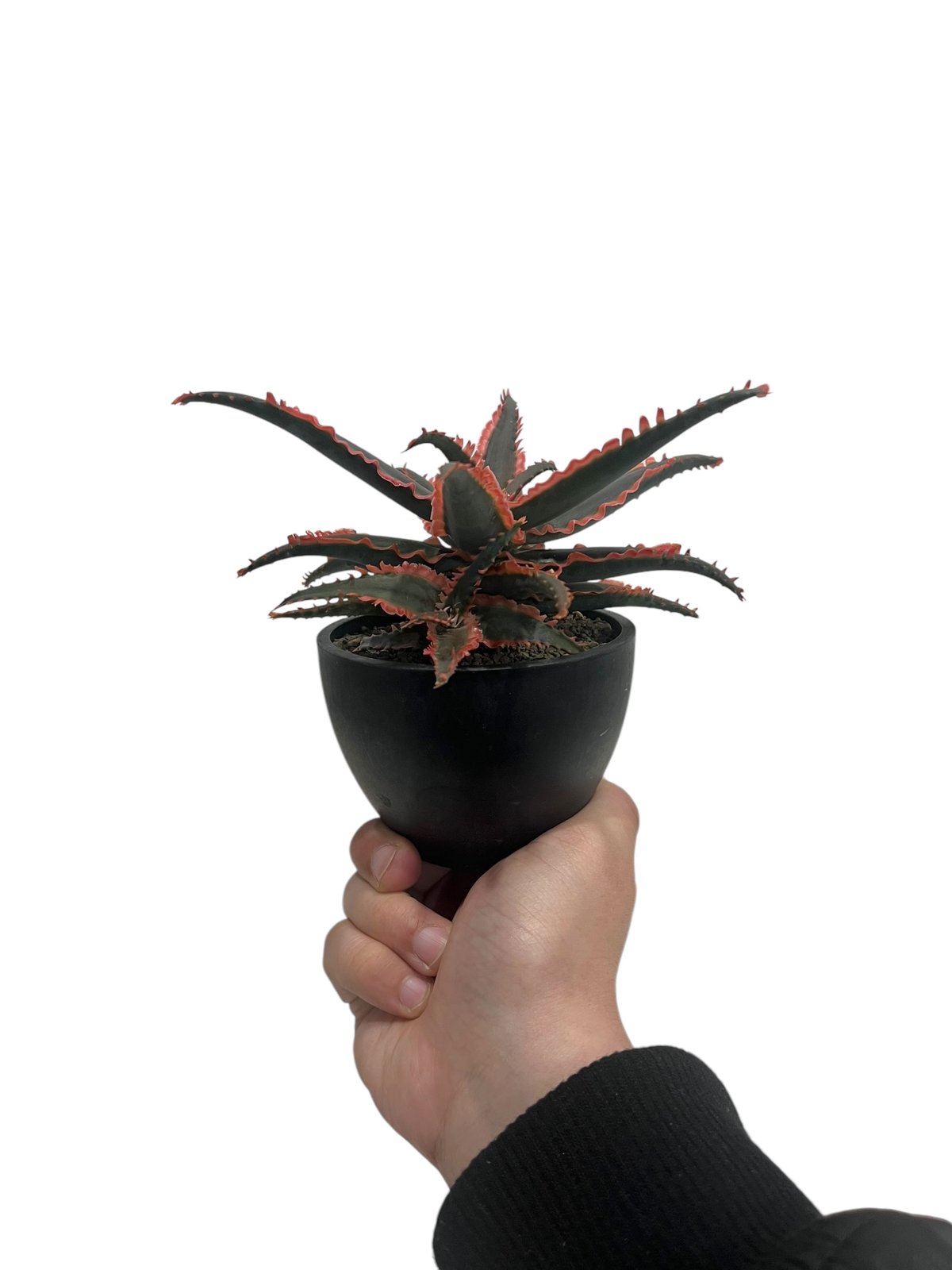 アロエ ハイブリッド “選抜個体” 「Aloe Hybrid “Select アロエ ハイブリッド “選抜個体” 「Aloe Hybrid “Select