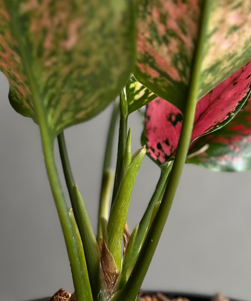 アグラオネマ カンクン 'ブラック' 「Aglaonema Kankun 'Black