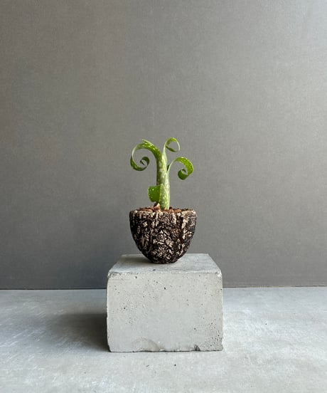 札付き♥️ヒューミリス✕ラウイ♥️変異？ SHOUCHIKUEN