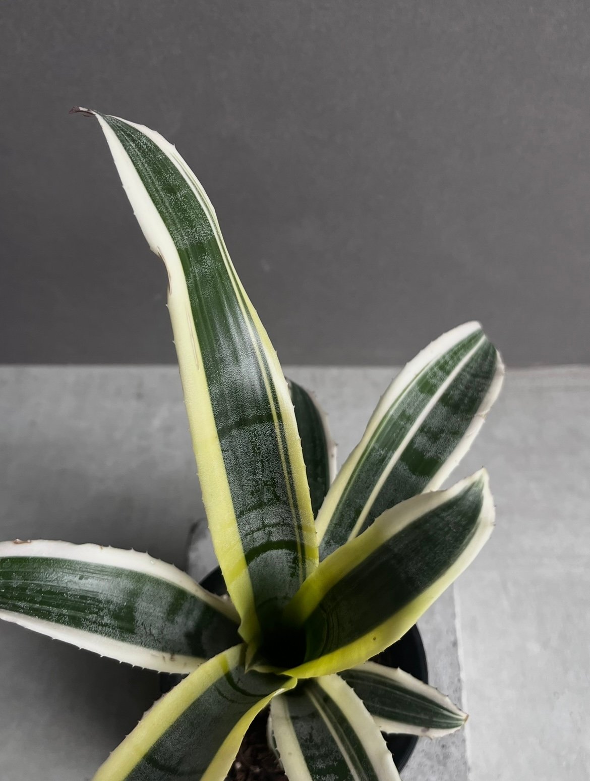 エクメア オットー 「Aechmea Otto」73Z | SHOUCHIKUEN エクメア オットー 「Aechmea Otto」73Z | SHOUCHIKUEN