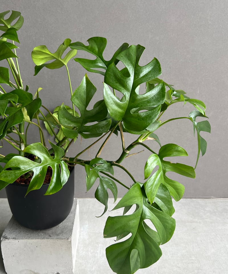 モンステラ ミニマ「Rhaphidophora tetrasperma」 11K | SHOU