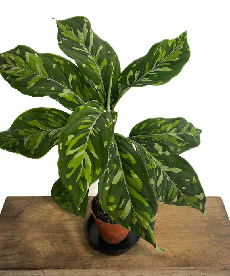 アグラオネマ ピクタム トリカラー “選抜個体”「Aglaonema pictum trico