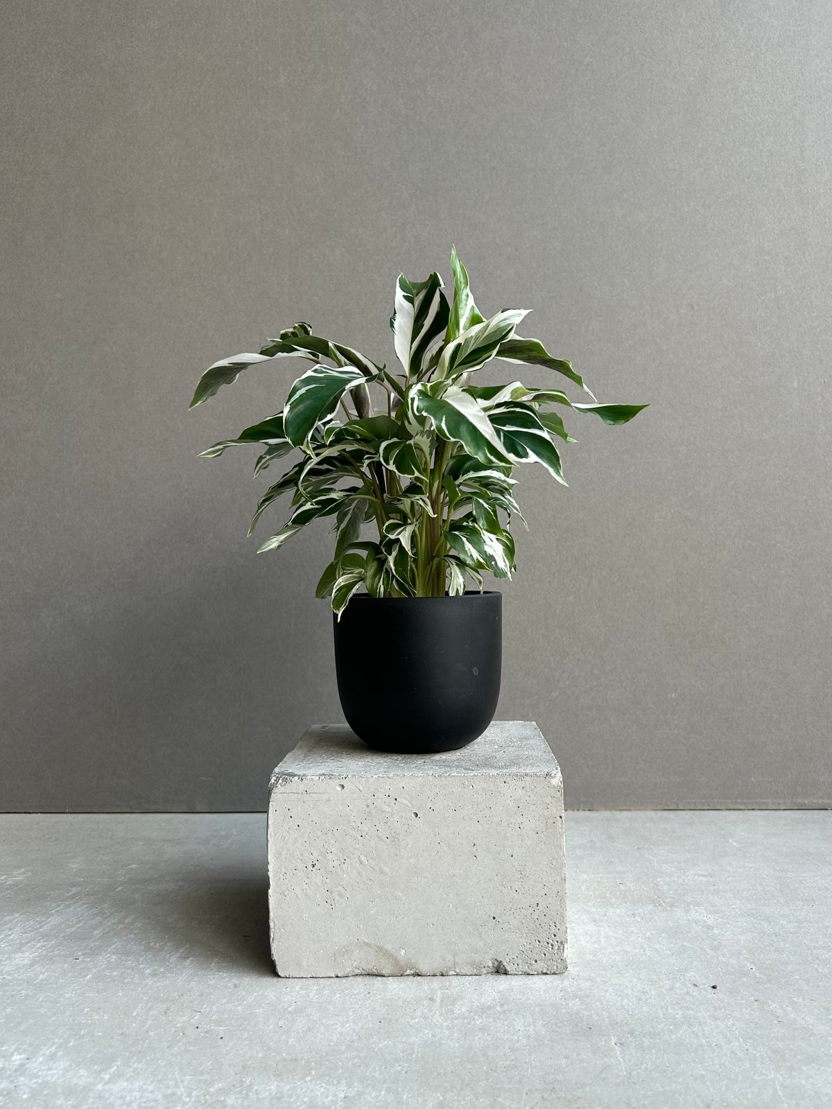 カラテア ホワイト フュージョン「Calathea 'White Fusion'」55L |