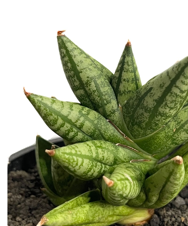サンセベリア ミン マニー 「Sansevieria Ming Manee by Unyama