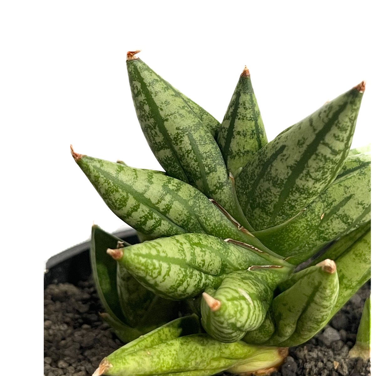 サンスベリア ミンマニー斑入Sansevieria Ming Manee Var fit=scale-down,w=1200